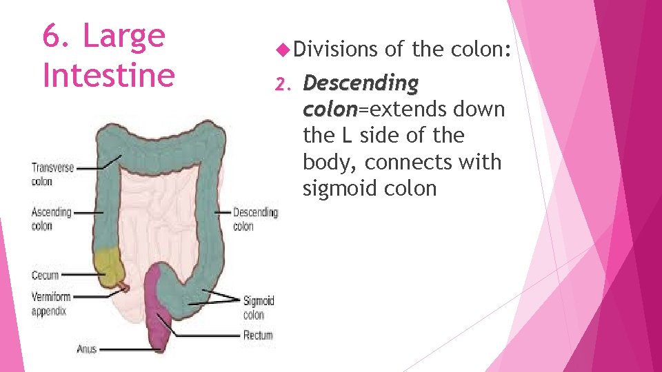 6. Large Intestine Divisions 2. of the colon: Descending colon=extends down colon the L