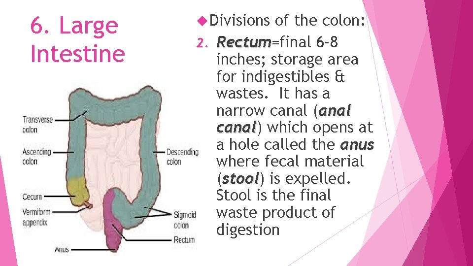 6. Large Intestine Divisions of the colon: 2. Rectum=final 6 -8 Rectum inches; storage