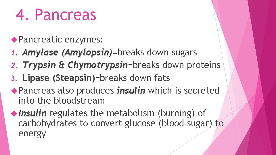 4. Pancreas Pancreatic enzymes: 1. Amylase (Amylopsin)=breaks down sugars Amylopsin) 2. Trypsin & Chymotrypsin=breaks