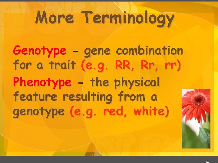 More Terminology Genotype - gene combination for a trait (e. g. RR, Rr, rr)