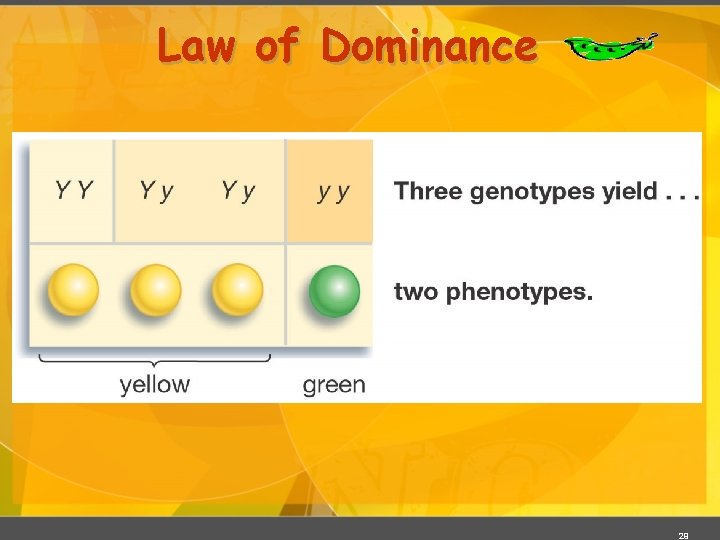 Law of Dominance 29 