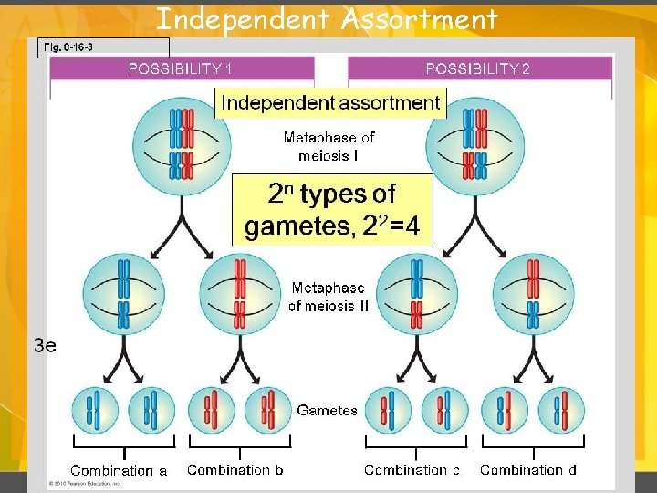 Independent Assortment 34 