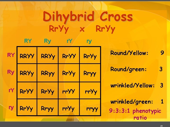 Dihybrid Cross Rr. Yy RY RY RRYY Ry RRYy r. Y Rr. YY ry