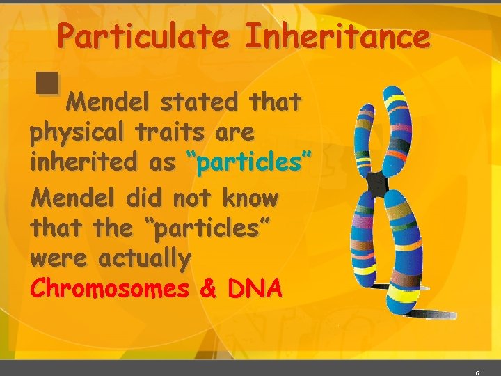 Particulate Inheritance § Mendel stated that physical traits are inherited as “particles” Mendel did