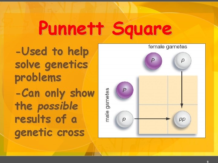 Punnett Square -Used to help solve genetics problems -Can only show the possible results