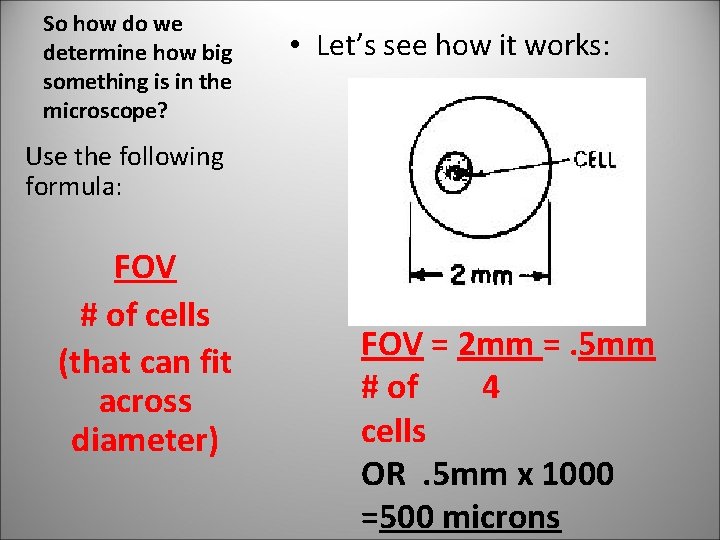 So how do we determine how big something is in the microscope? • Let’s