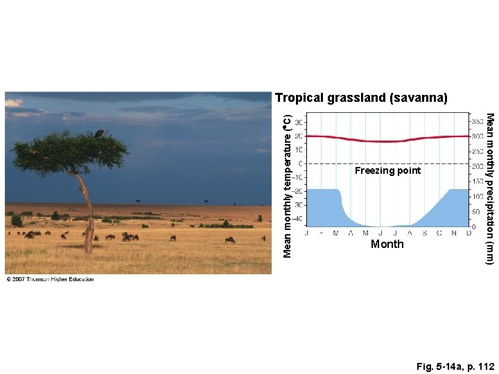 Freezing point Month Mean monthly precipitation (mm) Mean monthly temperature ( C) Tropical grassland