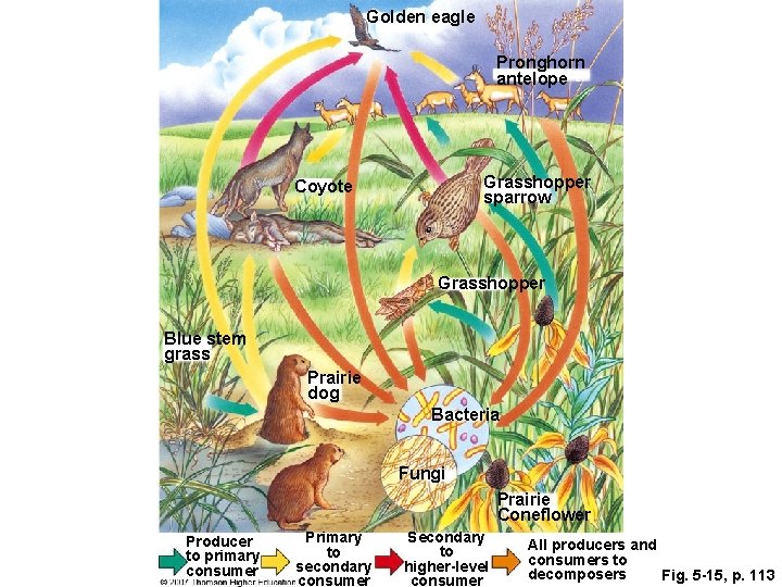 Golden eagle Pronghorn antelope Grasshopper sparrow Coyote Grasshopper Blue stem grass Prairie dog Bacteria