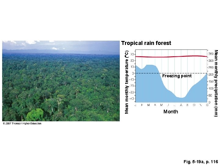 Freezing point Month Mean monthly precipitation (mm) Mean monthly temperature ( C) Tropical rain
