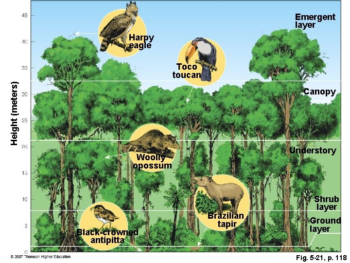 Emergent layer Harpy eagle Height (meters) Toco toucan Canopy Understory Woolly opossum Black-crowned antipitta