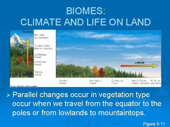 BIOMES: CLIMATE AND LIFE ON LAND Ø Parallel changes occur in vegetation type occur