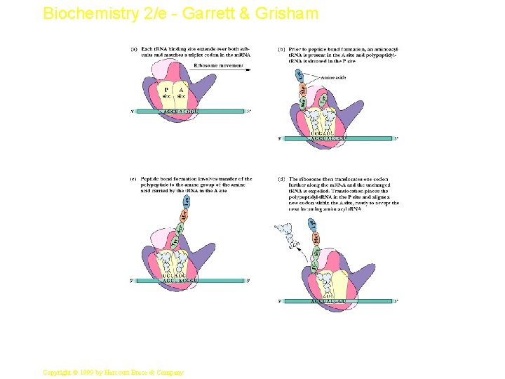 Biochemistry 2/e - Garrett & Grisham 11 Copyright © 1999 by Harcourt Brace &