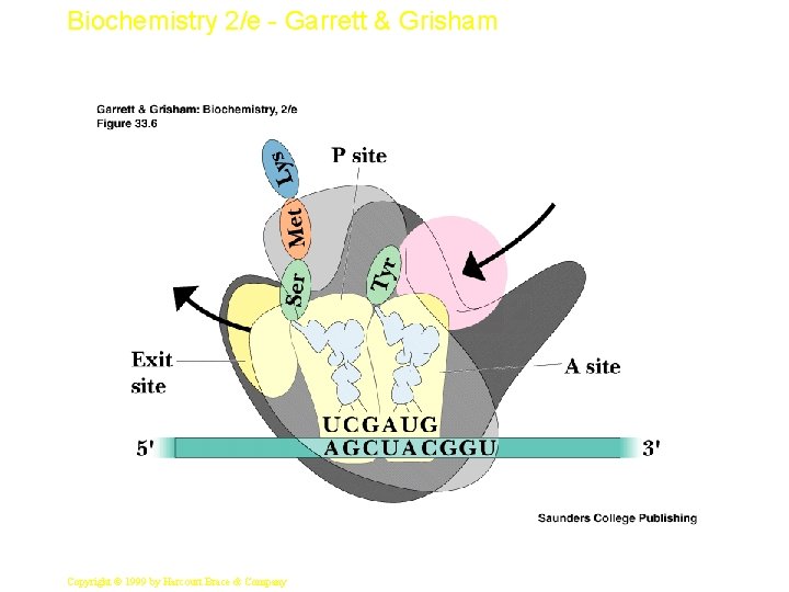 Biochemistry 2/e - Garrett & Grisham 12 Copyright © 1999 by Harcourt Brace &