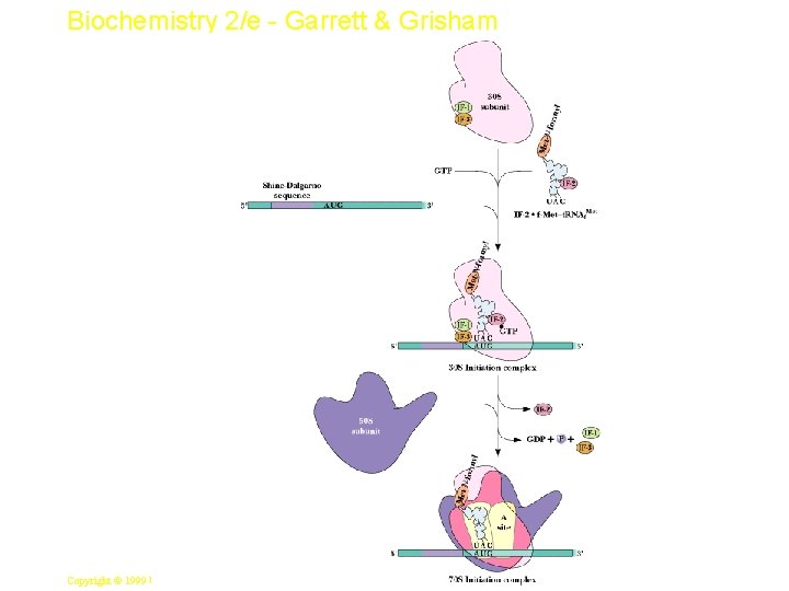 Biochemistry 2/e - Garrett & Grisham 18 Copyright © 1999 by Harcourt Brace &