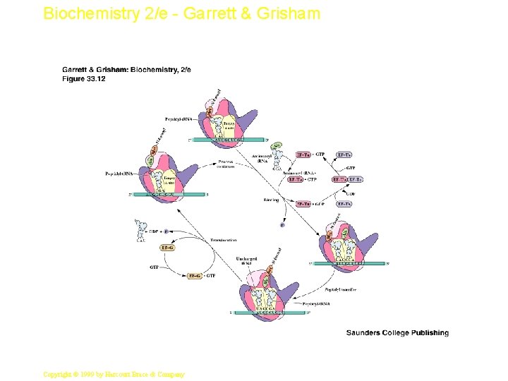 Biochemistry 2/e - Garrett & Grisham 21 Copyright © 1999 by Harcourt Brace &