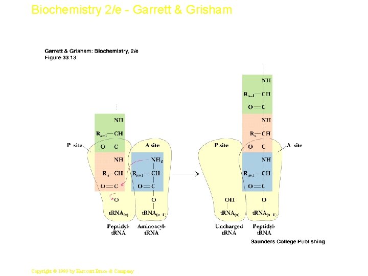 Biochemistry 2/e - Garrett & Grisham 22 Copyright © 1999 by Harcourt Brace &
