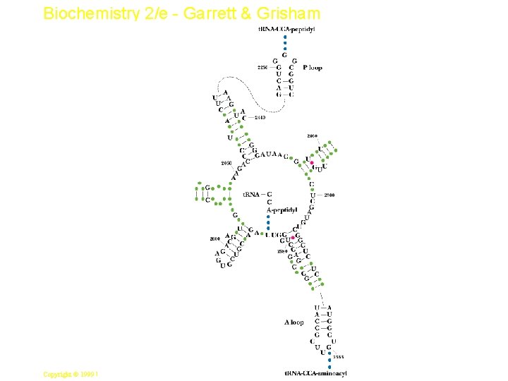 Biochemistry 2/e - Garrett & Grisham 24 Copyright © 1999 by Harcourt Brace &