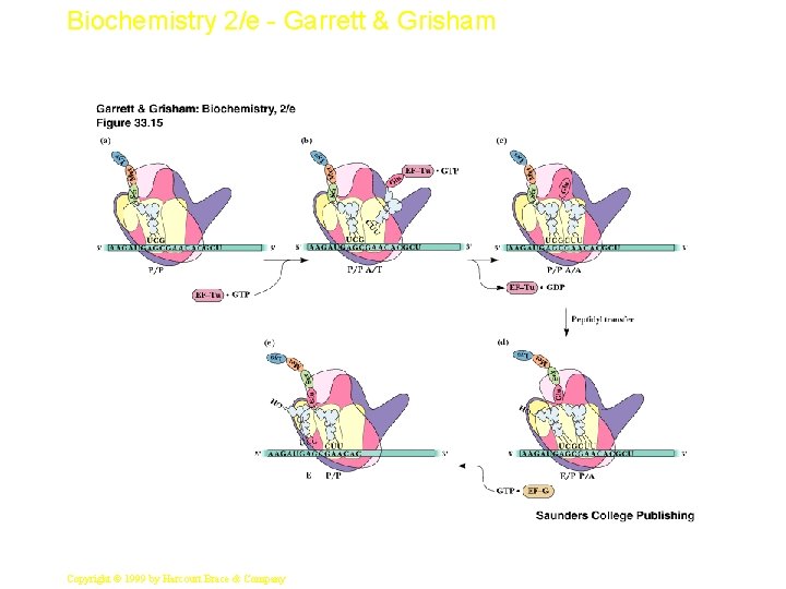 Biochemistry 2/e - Garrett & Grisham 25 Copyright © 1999 by Harcourt Brace &