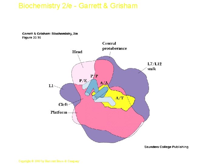 Biochemistry 2/e - Garrett & Grisham 26 Copyright © 1999 by Harcourt Brace &