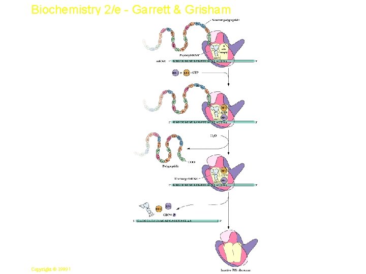 Biochemistry 2/e - Garrett & Grisham 30 Copyright © 1999 by Harcourt Brace &