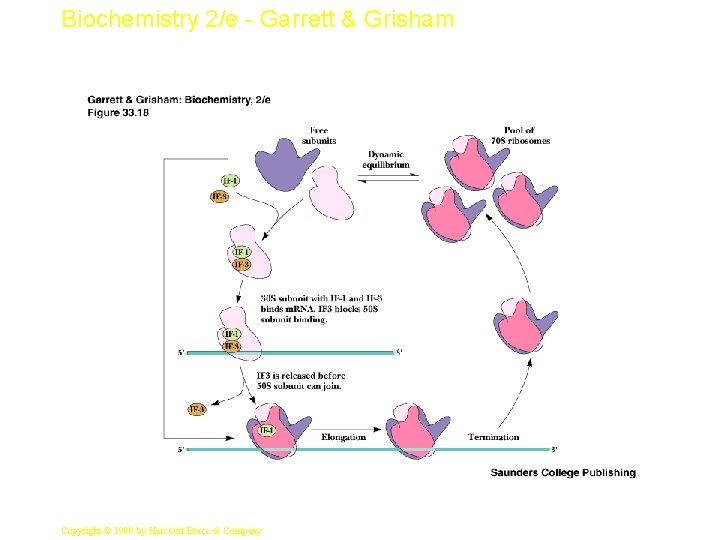 Biochemistry 2/e - Garrett & Grisham 31 Copyright © 1999 by Harcourt Brace &