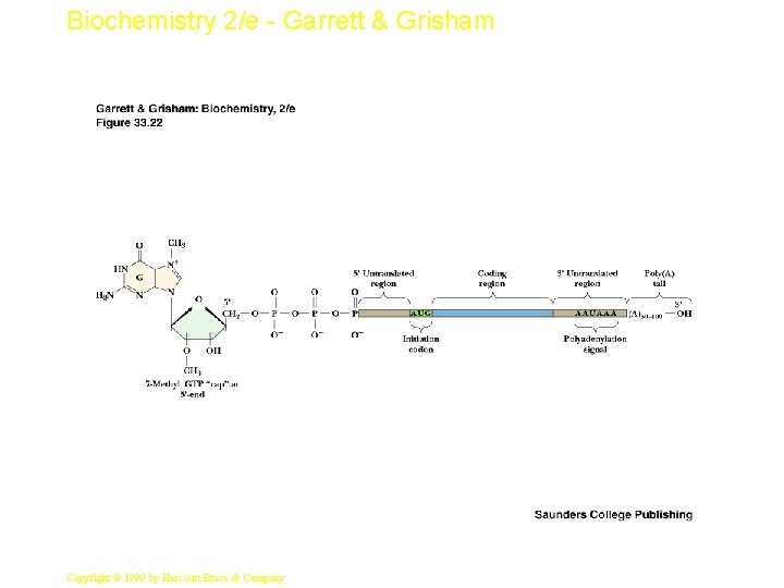 Biochemistry 2/e - Garrett & Grisham 33 Copyright © 1999 by Harcourt Brace &