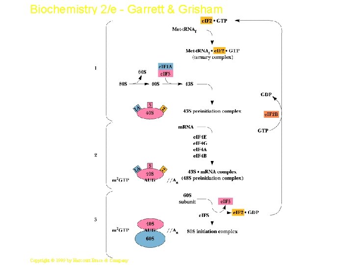 Biochemistry 2/e - Garrett & Grisham 35 Copyright © 1999 by Harcourt Brace &