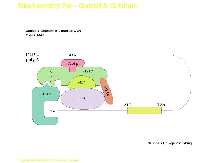 Biochemistry 2/e - Garrett & Grisham 36 Copyright © 1999 by Harcourt Brace &