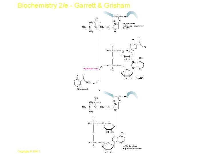Biochemistry 2/e - Garrett & Grisham 43 Copyright © 1999 by Harcourt Brace &