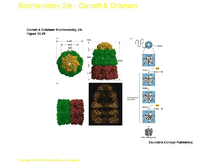 Biochemistry 2/e - Garrett & Grisham 49 Copyright © 1999 by Harcourt Brace &