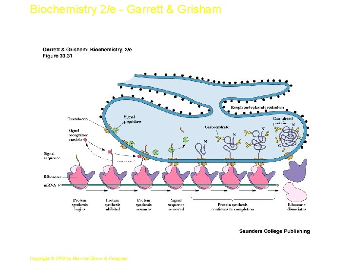 Biochemistry 2/e - Garrett & Grisham 55 Copyright © 1999 by Harcourt Brace &