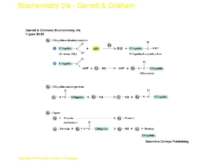 Biochemistry 2/e - Garrett & Grisham 59 Copyright © 1999 by Harcourt Brace &