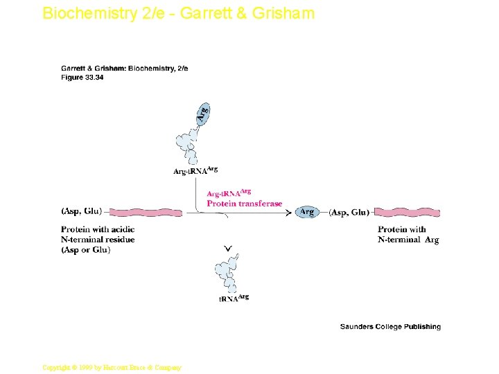 Biochemistry 2/e - Garrett & Grisham 60 Copyright © 1999 by Harcourt Brace &