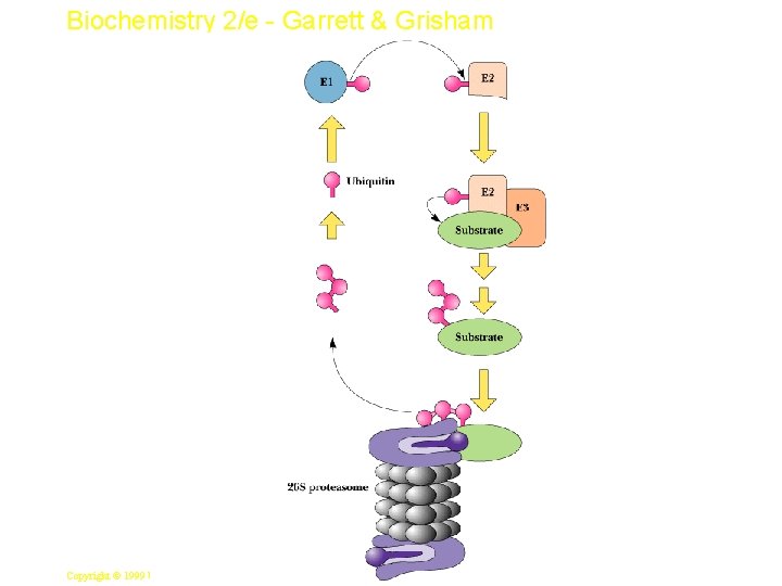 Biochemistry 2/e - Garrett & Grisham 62 Copyright © 1999 by Harcourt Brace &