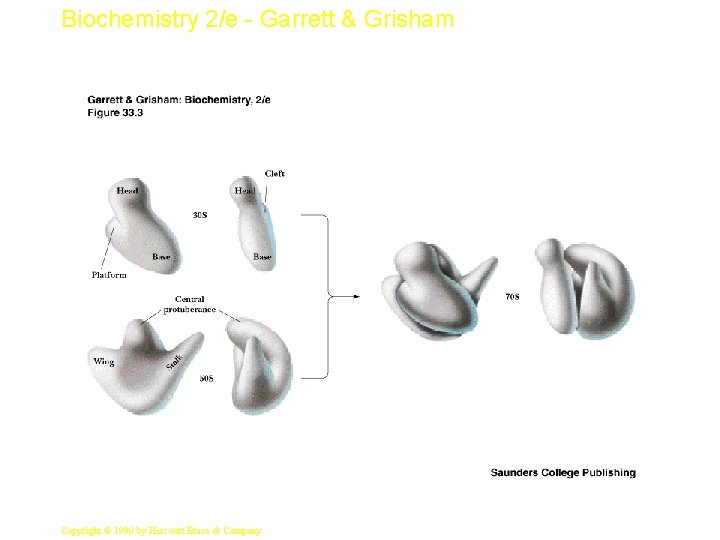 Biochemistry 2/e - Garrett & Grisham 7 Copyright © 1999 by Harcourt Brace &