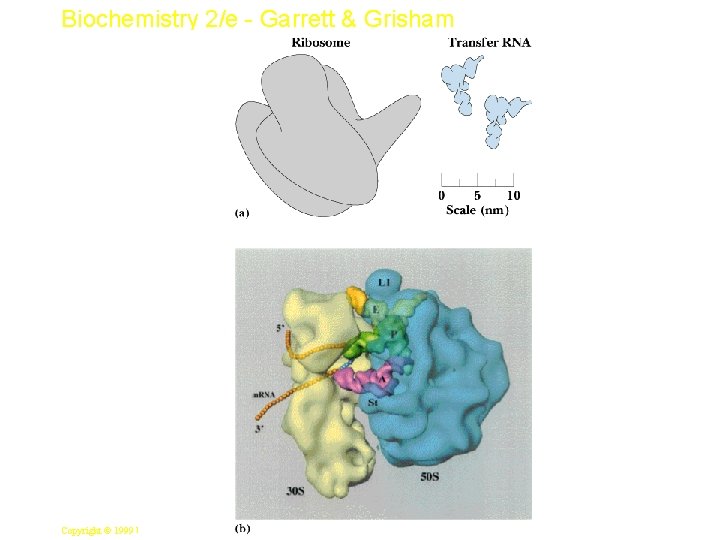 Biochemistry 2/e - Garrett & Grisham 8 Copyright © 1999 by Harcourt Brace &