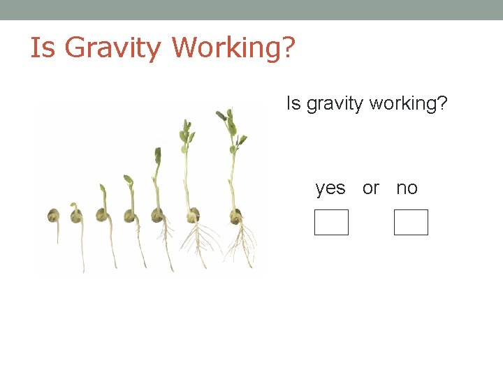Is Gravity Working? Is gravity working? yes or no 