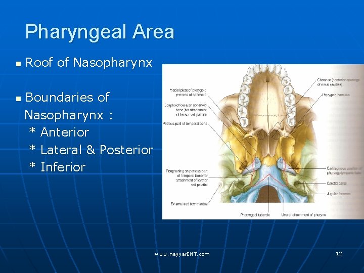 Pharyngeal Area n n Roof of Nasopharynx Boundaries of Nasopharynx : * Anterior *
