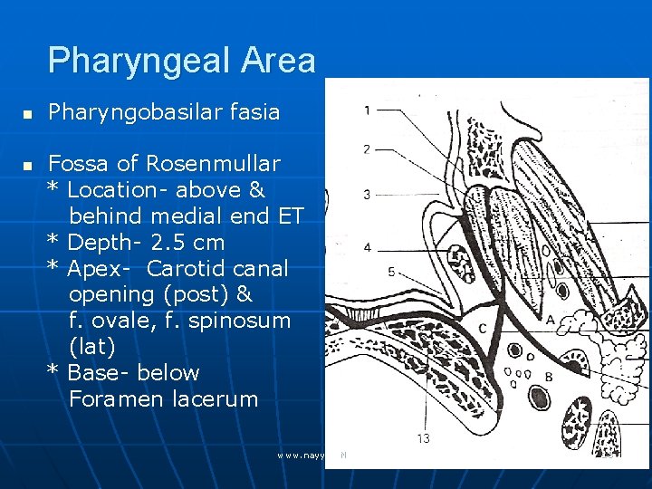 Pharyngeal Area n n Pharyngobasilar fasia Fossa of Rosenmullar * Location- above & behind