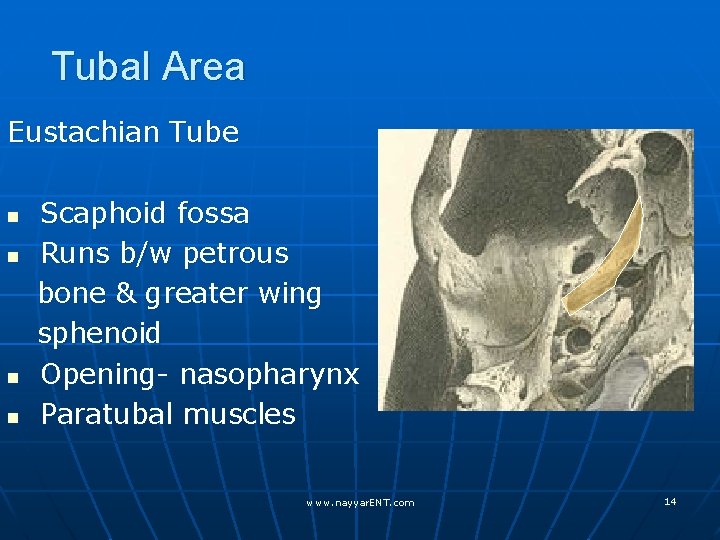 Tubal Area Eustachian Tube n n Scaphoid fossa Runs b/w petrous bone & greater