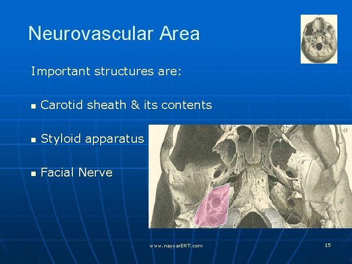 Neurovascular Area Important structures are: n Carotid sheath & its contents n Styloid apparatus