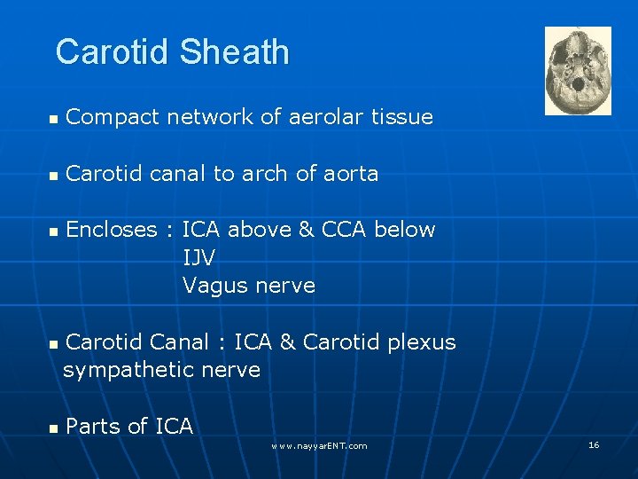 Carotid Sheath n Compact network of aerolar tissue n Carotid canal to arch of