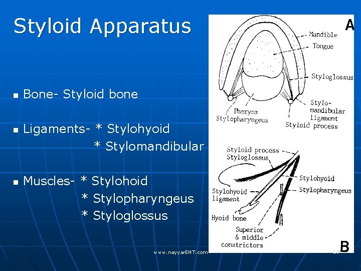 Styloid Apparatus n n n Bone- Styloid bone Ligaments- * Stylohyoid * Stylomandibular Muscles-