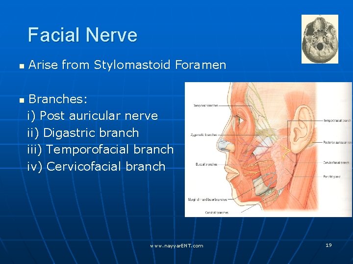 Facial Nerve n n Arise from Stylomastoid Foramen Branches: i) Post auricular nerve ii)