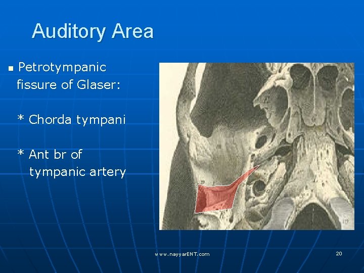 Auditory Area n Petrotympanic fissure of Glaser: * Chorda tympani * Ant br of