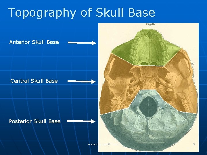 Topography of Skull Base Anterior Skull Base Central Skull Base Posterior Skull Base www.