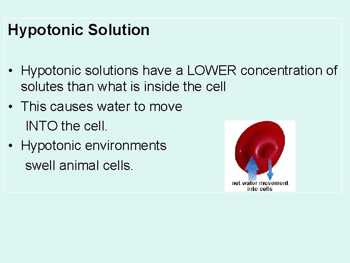 Hypotonic Solution • Hypotonic solutions have a LOWER concentration of solutes than what is
