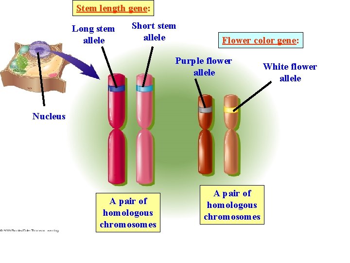 Stem length gene: Long stem allele Short stem allele Flower color gene: Purple flower