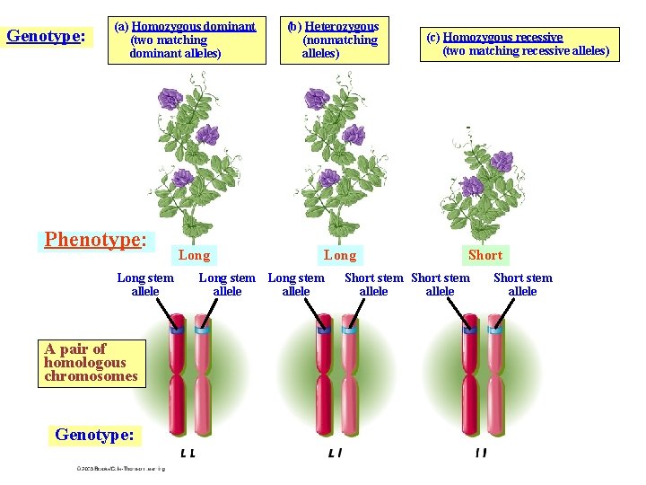 Genotype: (a) Homozygous dominant (two matching dominant alleles) Phenotype: Long stem allele A pair