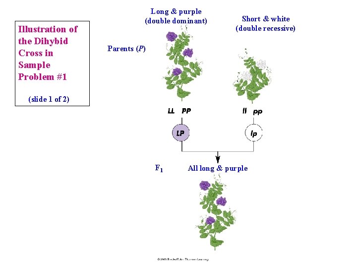 Illustration of the Dihybid Cross in Sample Problem #1 Long & purple (double dominant)